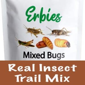 Real Insect Bug Trail Mix